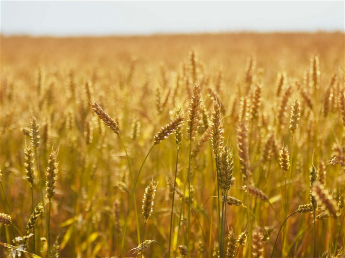 FAO: “2023-cü ildə buğda istehsalı üzrə ikinci 