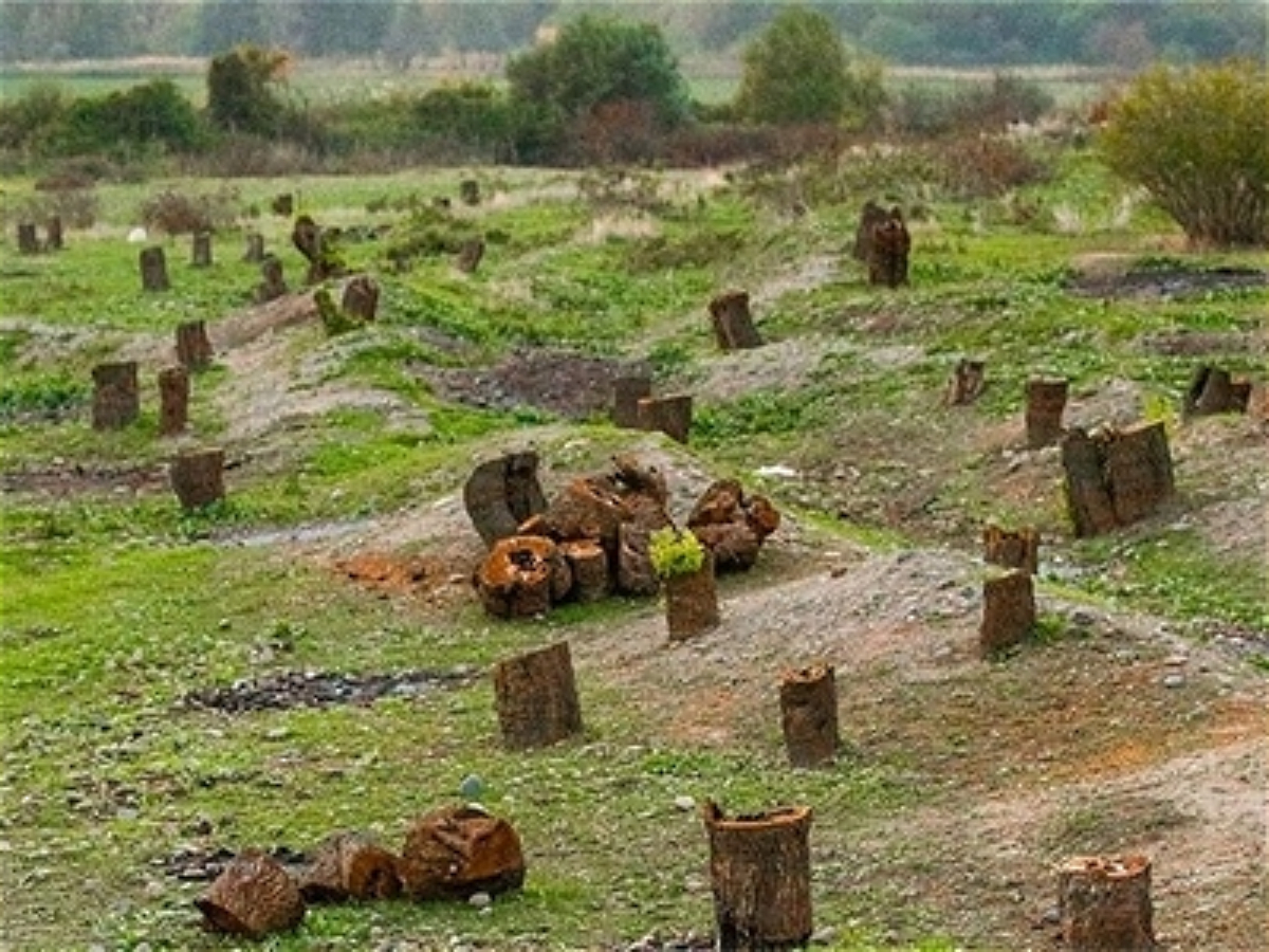 Ermənilər Laçında təbiətə nə qədər ziyan vurub? 