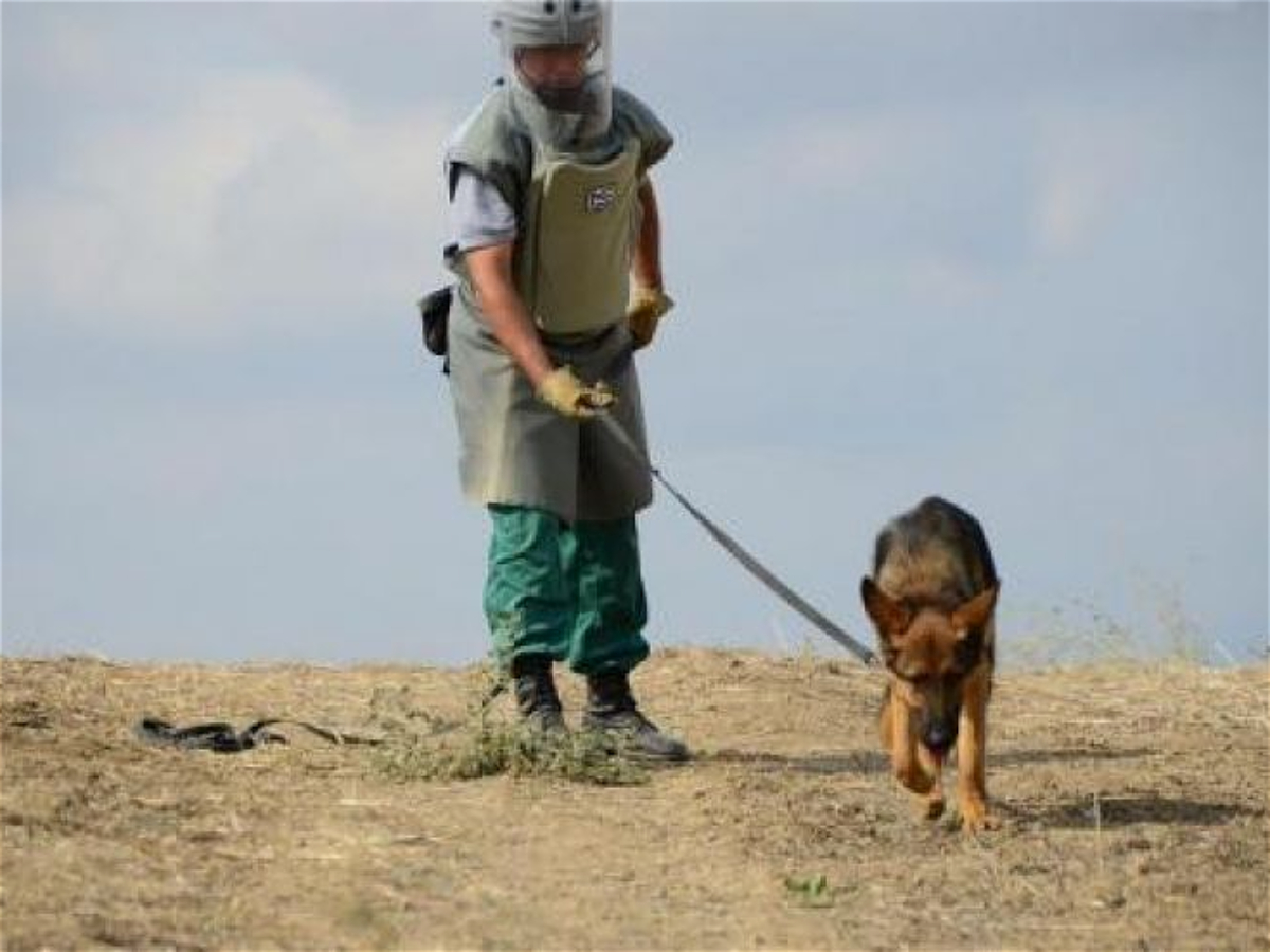 Marşal İnstitutu Azərbaycana 10 baş minaaxtaran  